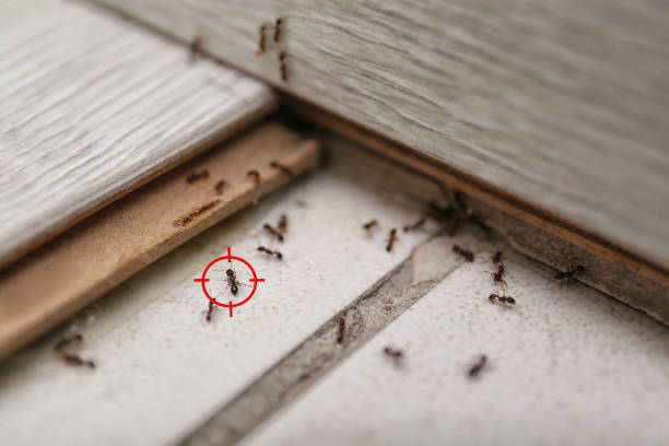 Pest Prevention Services in Leominster, MA