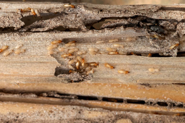 Best Wasp Removal Services  in Leominster, MA
