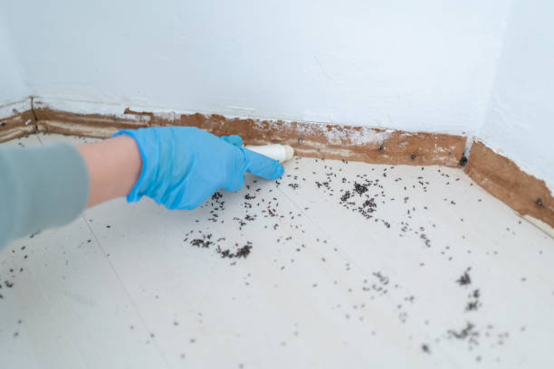 Best Pest Removal Services  in Leominster, MA